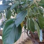 Oreopanax nymphaeifolius Hoja