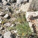 Artemisia umbelliformis Blomma