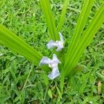 Cipura paludosa Λουλούδι