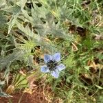 Nigella damascenaKukka