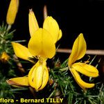 Ulex gallii Otro