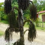 Caryota urens Fruto