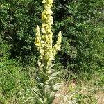 Verbascum densiflorum花