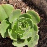 Aeonium balsamiferum 叶