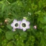 Gilia tricolorÇiçek