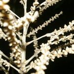Reinhardtia latisecta Λουλούδι