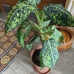 Aglaonema costatum Blatt