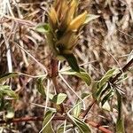 Barleria eranthemoides Máis