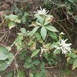 Colebrookea oppositifolia Flower