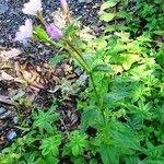 Epilobium alpestre Natur