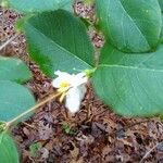 Lonicera fragrantissimaFlor