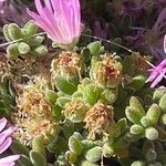 Drosanthemum floribundum Hoja