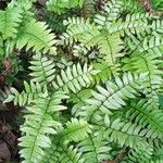 Adiantum latifolium Hoja