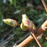 Vaccinium corymbosum Levél