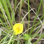 Zornia capensis Flower
