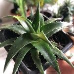 Dyckia brevifolia Лист