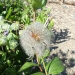 Clematis integrifolia Vaisius