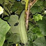 Luffa acutangula Frucht