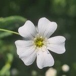 Gypsophila elegans Flor