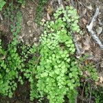 Adiantum jordanii Celota