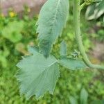 Raphanus raphanistrum Leaf