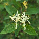 Lonicera maackii Fleur