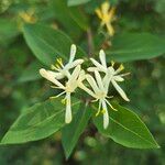 Lonicera maackii Квітка