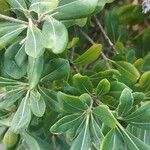 Pittosporum viridiflorum Foglia