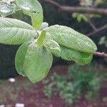 Salix hookeriana Hoja