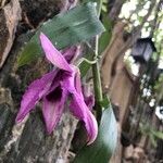 Dendrobium anosmum Kvet