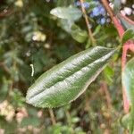 Escallonia illinita पत्ता