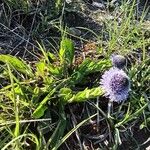 Globularia bisnagarica Habitat