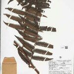 Cyathea surinamensis Лист
