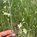 Anticlea elegans Fiore