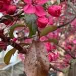 Malus × floribunda पत्ता