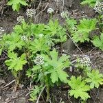 Petasites frigidus Blad