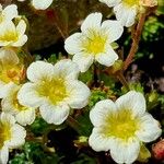 Saxifraga exarata 花