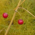 Asparagus officinalis Frucht