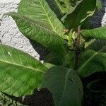 Nicotiana tabacum Blad