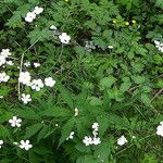 Ranunculus platanifolius Libunga