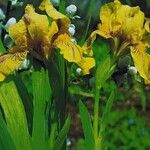 Iris bloudowii Habit