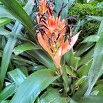 Billbergia pyramidalis ᱵᱟᱦᱟ