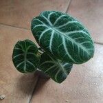 Alocasia reginula पत्ता