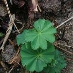 Alchemilla acutiloba Folio