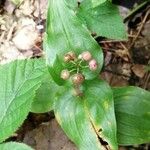 Maianthemum canadense Fruto