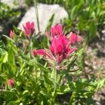 Castilleja parviflora Kvet