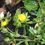 Potentilla erecta Flower