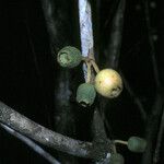 Bellucia mespiloides Fruit