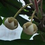 Actinidia chinensis Blomst