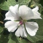 Althaea officinalisFlower